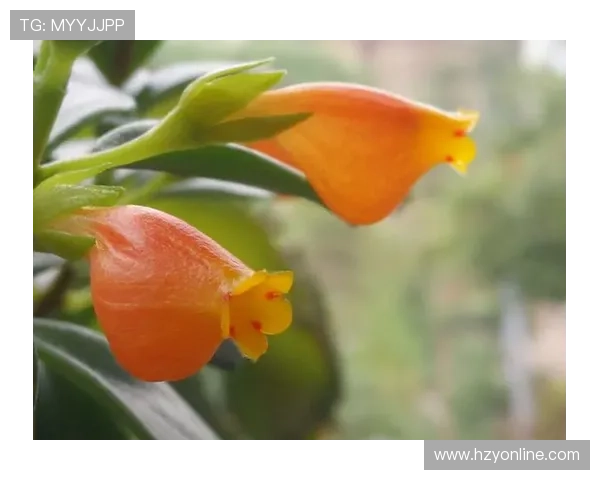 10款橙色系月季！不爬藤也能温暖四季，闭眼入的「落日收藏馆」